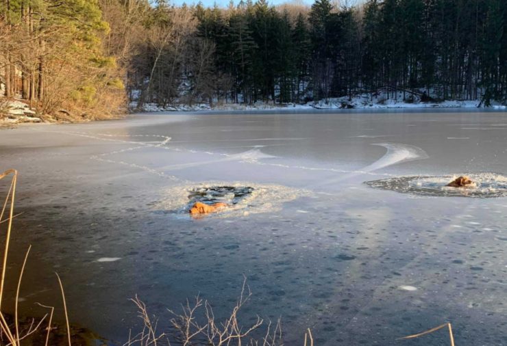 Timofey Rescues Dogs
