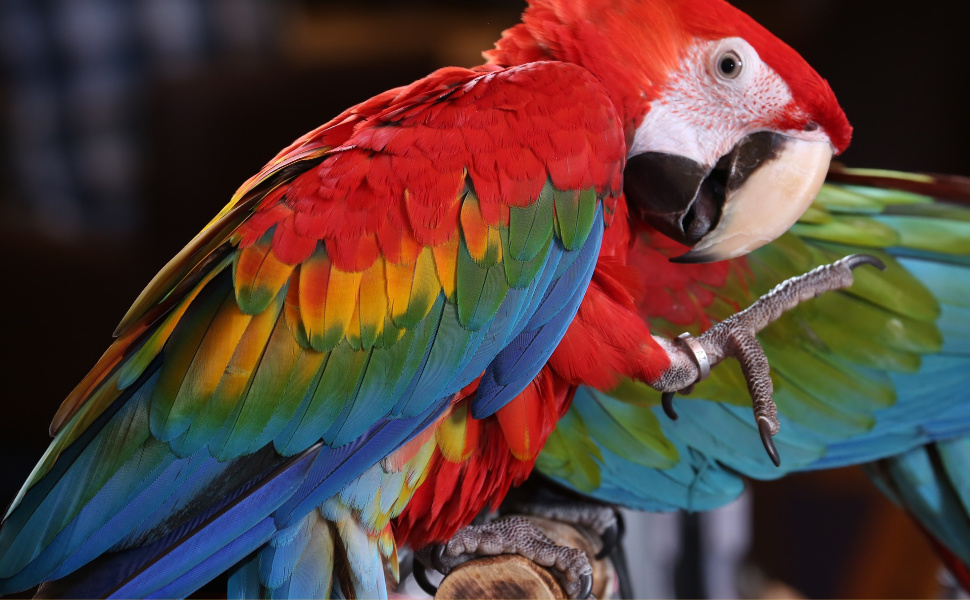 Macaw