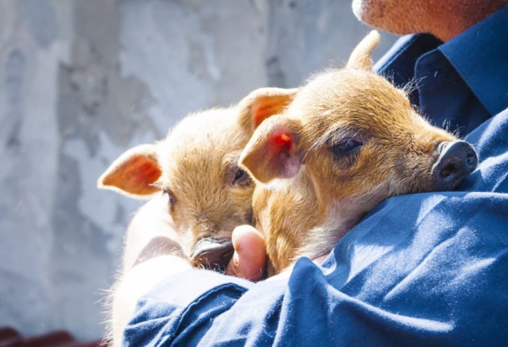 Sanctuary Piglets