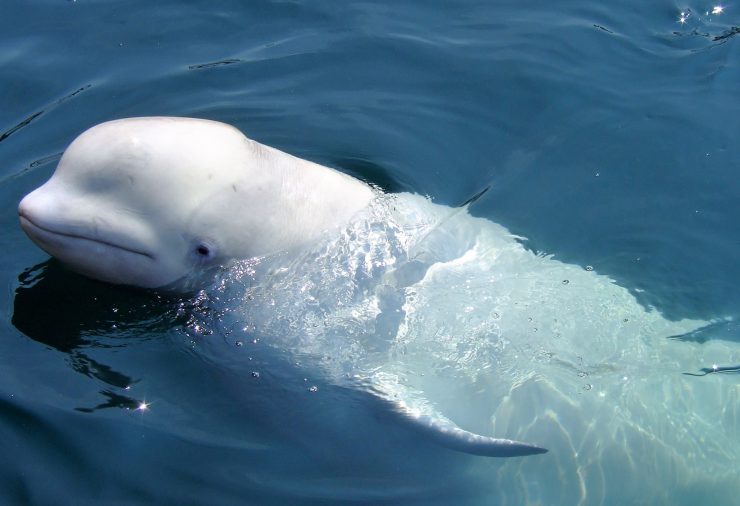 Beluga Whale
