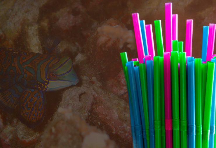 Plastic Straws and Sealife